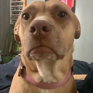 Meet your Posher, Corey